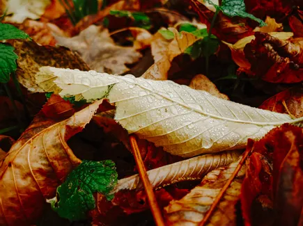 Spätherbst in St. Johann in Pongau